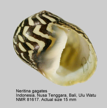 Neritina gagates.jpg - Neritina gagates Lamarck,1822